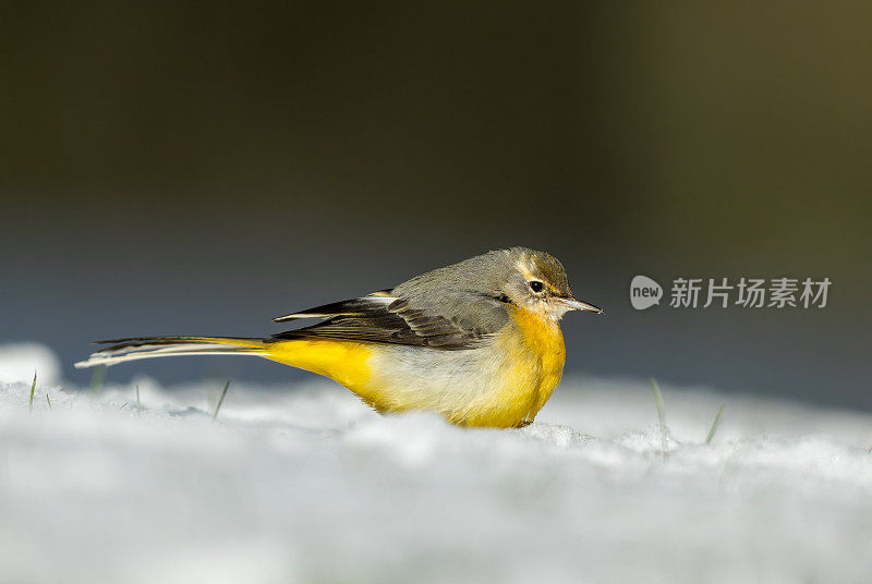 美丽的灰色鹡鸰(Motacilla cinerea)在冬天。